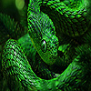 Green copperhead puzzle