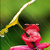 Green frog in the rain puzzle