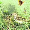 Green garden birds puzzle