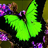 Green garden butterflies puzzle