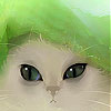 Green hat and cat slide puzzle