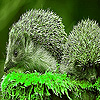 Green hedgehogs puzzle