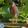 Green Heron