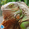 Green Iguana Jigsaw Puzzle