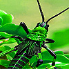 Green insect slide puzzle