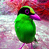 Green little bird slide puzzle