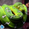 Green Snake