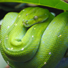 Green Tree Python Jigsaw Puzzle