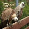 Griffon Vulture Jigsaw Puzzle