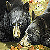 Grizzly bears  hibernation puzzle