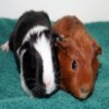 Guinea Pigs Jigsaw