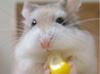 hamster are cute