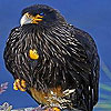 Harsh black bird puzzle