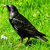 Hidden Emeralds: Birds