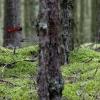 Hidden Forest Ants