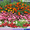 Hidden Hearts - Flower Garden