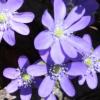Hidden SpringStones 2