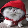 Hooded cat slide puzzle