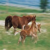 Horse Family Jigsaw Puzzle