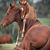 Horse family puzzle