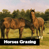 Horses Grazing Jigsaw