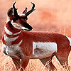 Hungry alone antelope puzzle