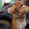 Hungry cute squirrel slide puzzle