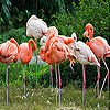 Hungry flamingos slide puzzle