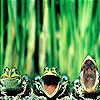 Hungry frogs slide puzzle