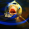 Hungry yellow fish slide puzzle