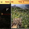 Hunting Spider - Asia