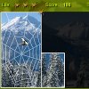 Hunting Spider - Winter