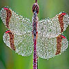 Insects in the rainforest puzzle