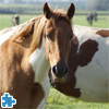 Irish Tinker Horses