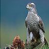 Japanese Sparrowhawk slide puzzle