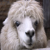 Jigsaw: Alpaca