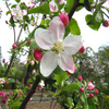 Jigsaw: Apple Blossom