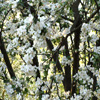 Jigsaw: Apple Tree Flowers