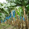 Jigsaw: Banana Plants