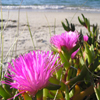 Jigsaw: Beach Flowers