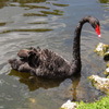 Jigsaw: Black Swan