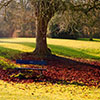 Jigsaw: Blue Bench