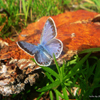 Jigsaw: Blue Butterfly