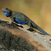 Jigsaw: Blue Lizard