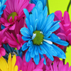 Jigsaw: Bright Flowers