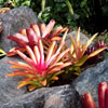 Jigsaw: Bromeliads