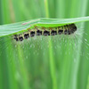 Jigsaw: Butterfly Larva