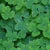 Jigsaw: clover