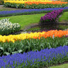 Jigsaw: Colorful Garden