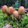 Jigsaw: Coprinus Micaceus